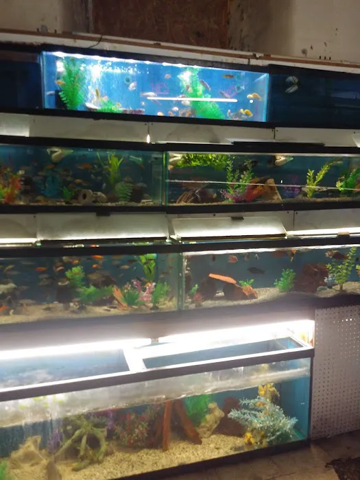 Fish Bowl Aquarium and Pet Mart Picture 7