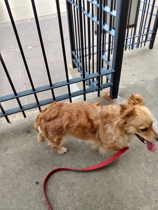 ASPCA Community Veterinary Clinic (Appointment Only) Picture 7