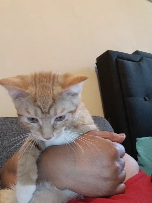 ASPCA Community Veterinary Clinic (Appointment Only) Picture 5