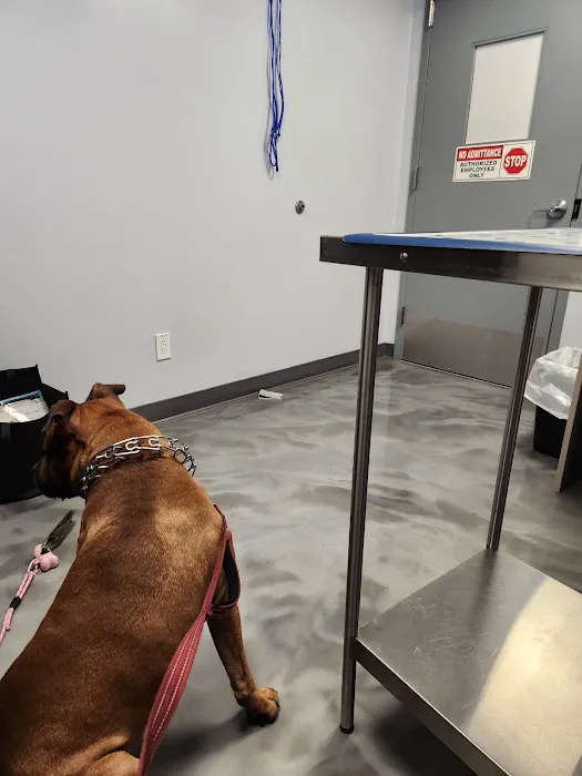 ASPCA Community Veterinary Clinic (Appointment Only) Picture 3