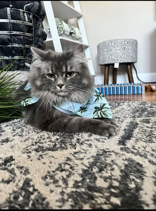 ARCHIE PET CARE SPA Picture 9