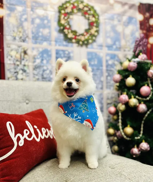 ARCHIE PET CARE SPA Picture 1