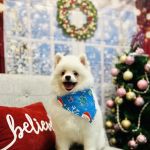 ARCHIE PET CARE SPA