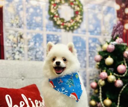 ARCHIE PET CARE SPA
