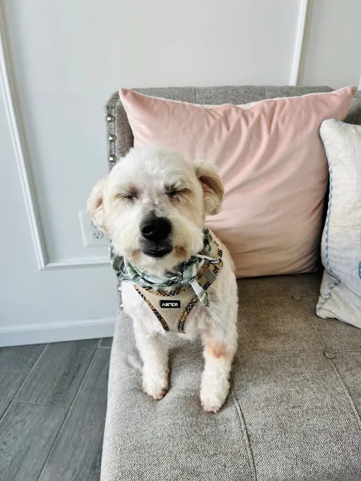 ARCHIE PET CARE SPA Picture 3
