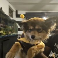 Banfield Pet Hospital ico
