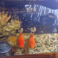 Above & Beyond Aquarium Service ico