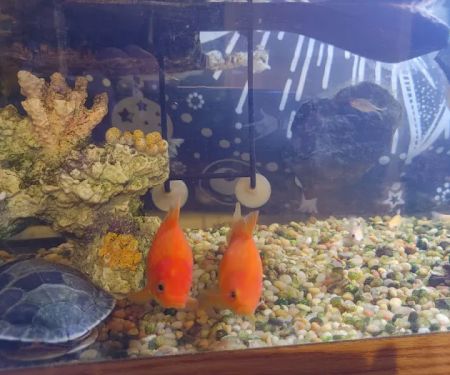 Above & Beyond Aquarium Service