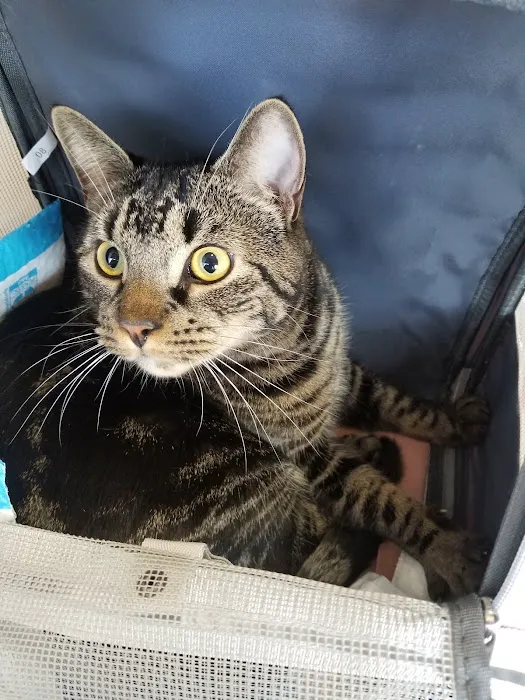 Inwood Animal Clinic Picture 8