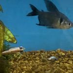 Petco