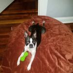 Riverdale Animal Hospital