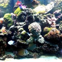 The Fish Guy/Fish Works ico