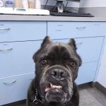 Riverdale Veterinary Group PC