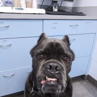 Riverdale Veterinary Group PC ico