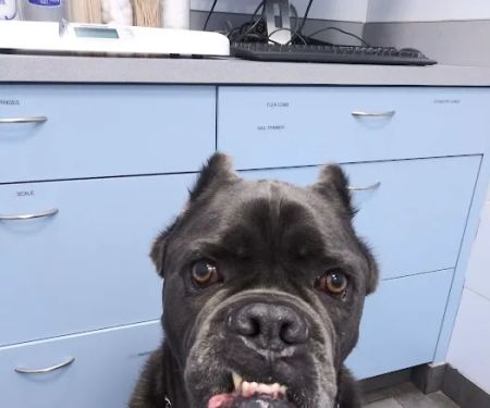 Riverdale Veterinary Group PC