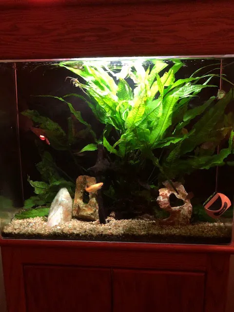 Fish Works Picture 1