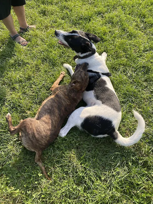 Oliver's Dog & Cat Clinic Picture 1