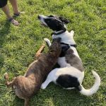 Oliver's Dog & Cat Clinic