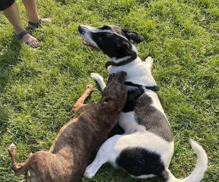Oliver's Dog & Cat Clinic