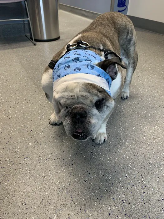 Oliver's Dog & Cat Clinic Picture 5