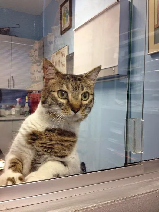Oliver's Dog & Cat Clinic Picture 10