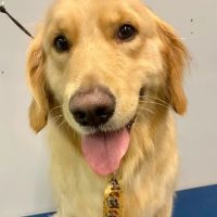 Holly Pet's ico