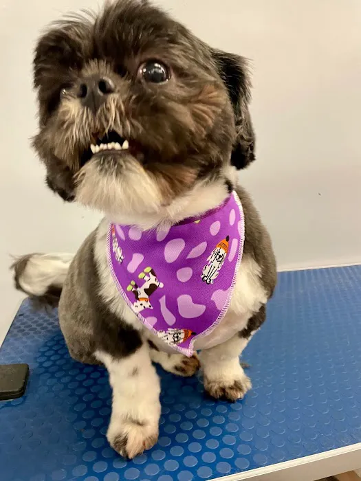Holly Pet's Picture 6