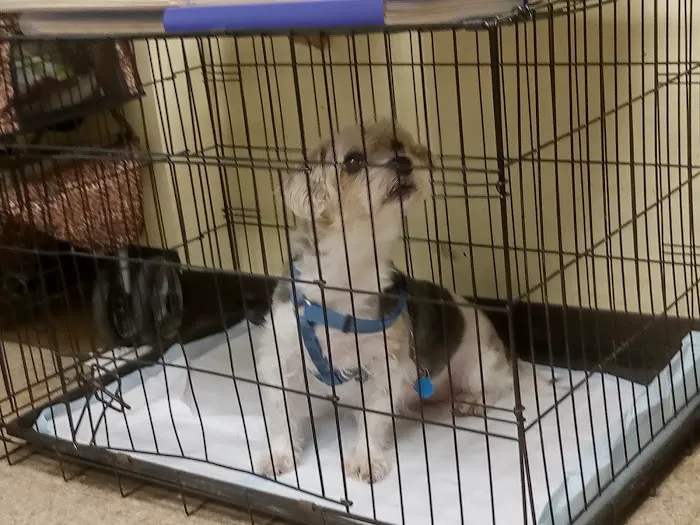 Ideal Pet Veterinary Clinic Picture 3