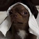 Ideal Pet Veterinary Clinic