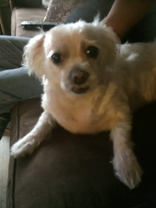 Ideal Pet Veterinary Clinic Picture 8