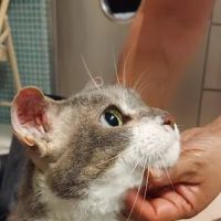 ASPCA Animal Hospital ico