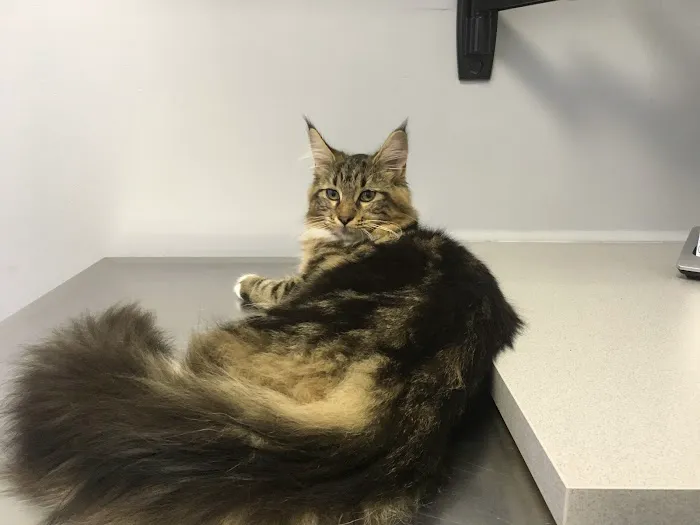 York Veterinary Center Picture 8