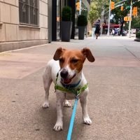 York Veterinary Center ico