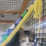 Pet World