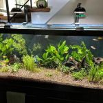 Tropic Isle Aquarium