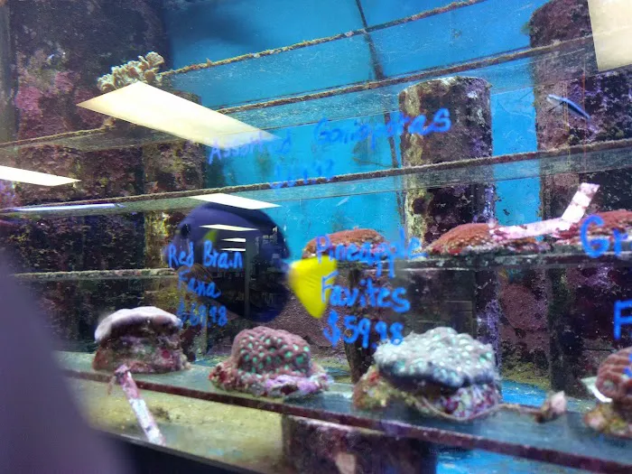 Tropic Isle Aquarium Picture 2