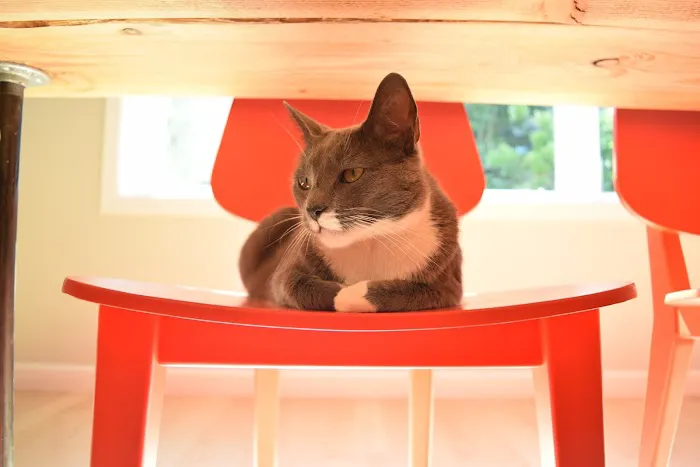 Heights and Hill Veterinary Hospital Picture 10