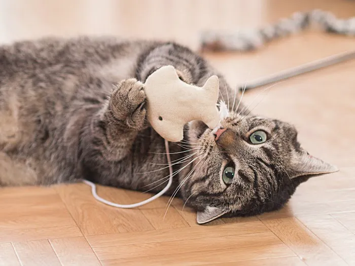 Honest Pet Products Picture 4