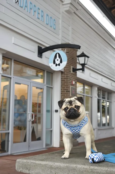 Sam's Dapper Dog Picture 7