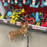 Fetch a Pet ico