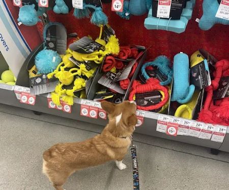 Fetch a Pet