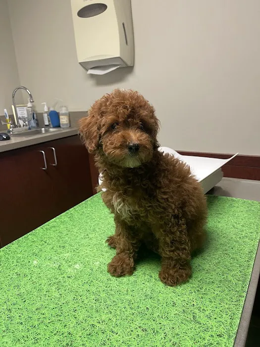 Vinegar Hill Veterinary Group- Dumbo Picture 2