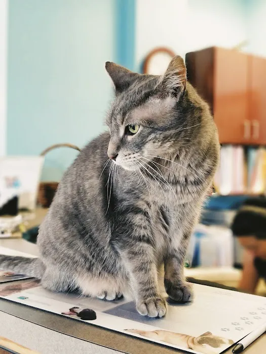 Vinegar Hill Veterinary Group- Dumbo Picture 3
