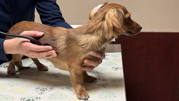 Vinegar Hill Veterinary Group- Dumbo Picture 1