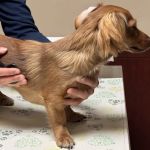 Vinegar Hill Veterinary Group- Dumbo