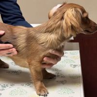 Vinegar Hill Veterinary Group- Dumbo ico