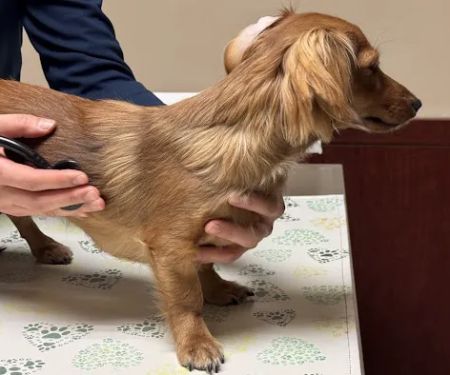 Vinegar Hill Veterinary Group- Dumbo