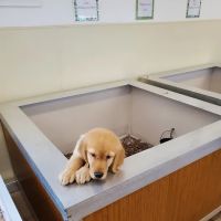 Puppies On The Run Inc ico