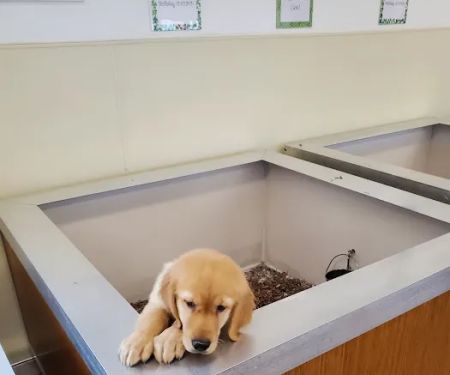 Puppies On The Run Inc