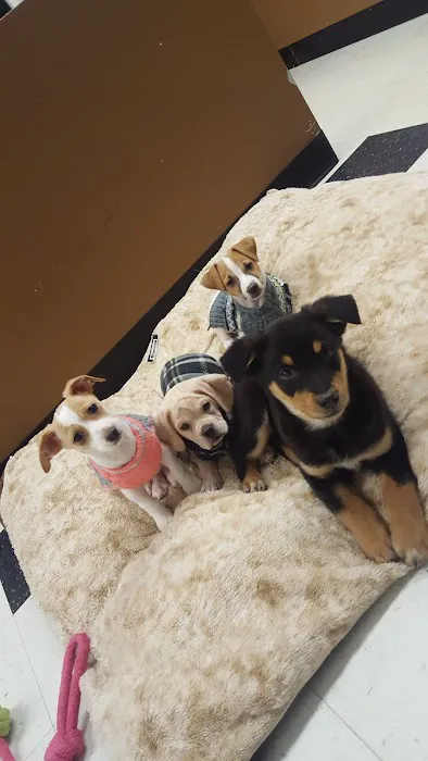 Puppies On The Run Inc Picture 10